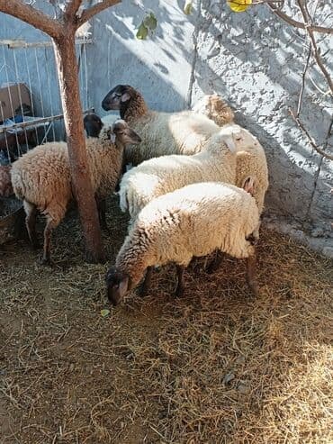 keçi satılır: Qoyun sürüsü satılır Hamısı erkek dir cekisi biri 54 kl o birleri 34 — 6