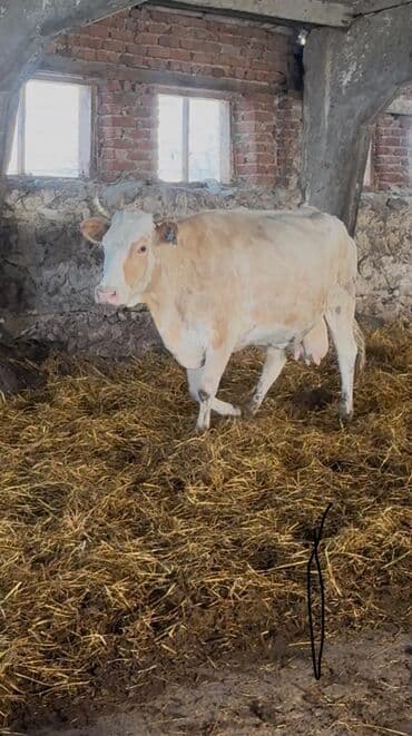 inek satislari: 1 hefteye Rusiyadan satiwa gozel sağlam, sudluk, teze dogmuw,bogaz — 7