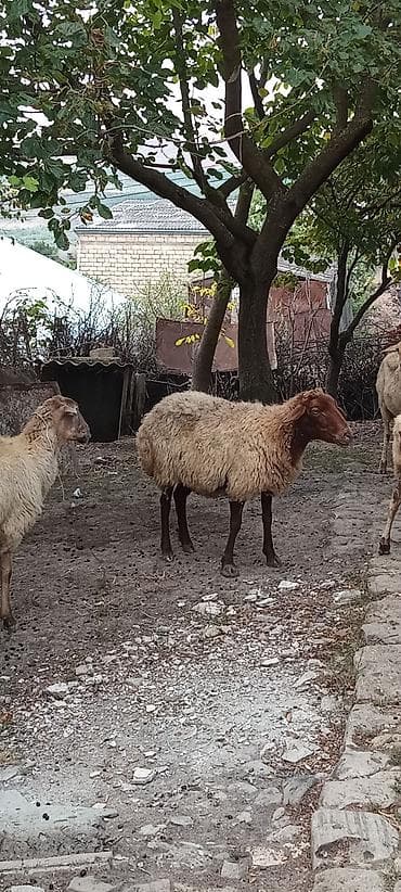 keci dişi: 5 baş kök boğaz heyvanlardır.Real alıcıya cüzi endirim olunacaq — 2