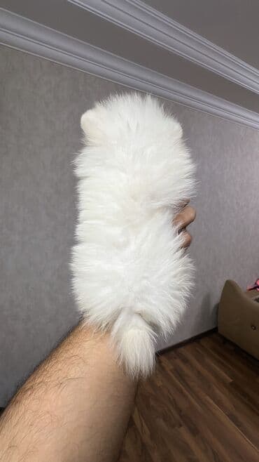 it yuvasi: Şpitz, 2 ay, Erkek — 3