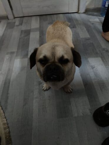 basenc itləri: Mops, 2 il, Erkek — 8