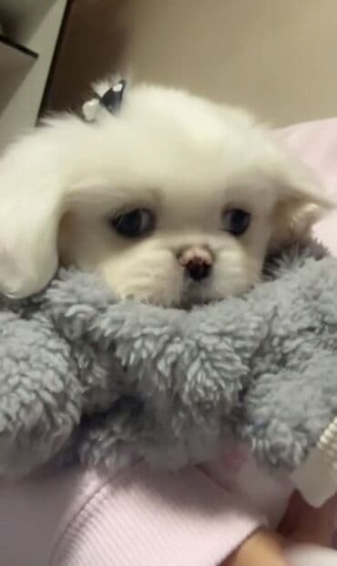 toyoq ve xoruz: 2 ayliq pekiness
İstiyen olsa evi falan da var
Peyvend olunmuyub — 2