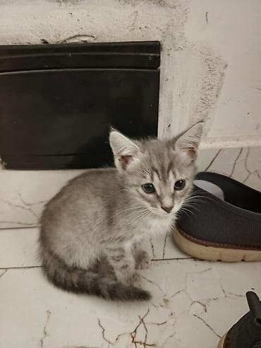 pers pişiy: Məhsul: Pişik balaları Təsvir: - Şirin, tüklü pişik balaları – boz — 2