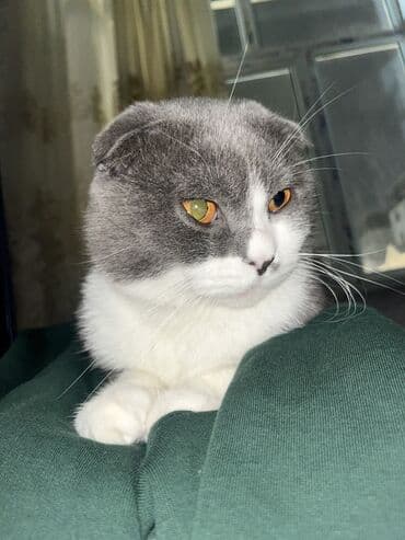 pişik sortları: Şotland yastı qulaq, Erkək, Cütləşmə üçün, Ünvandan götürmə, Ödənişli çatdırılma — 2