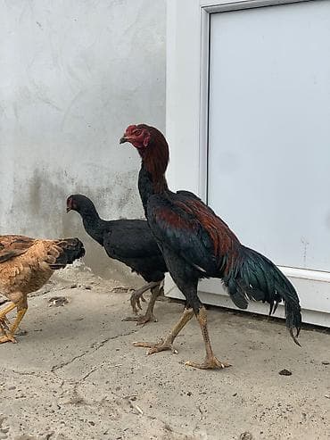 Ördəklər: Samo xoruz 8 ci ayindadir qiymət sondur ciddi alıcılar narahat elesin — 2