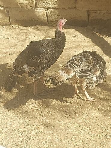 хаски цена в баку: Курица, Для мяса, Самовывоз — 14