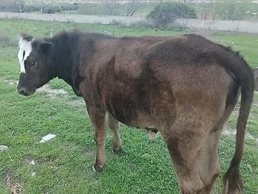sudluk inek satilir: Dana, buzov, Dişi, ay: 10, Ətlik, Ünvandan götürmə, Ödənişli çatdırılma — 3