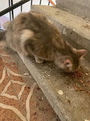 Dişi, Yaxşı əllərə
