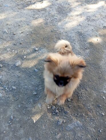 одежда для собак в баку: Пекинес, 4 месяца, Самка — 2