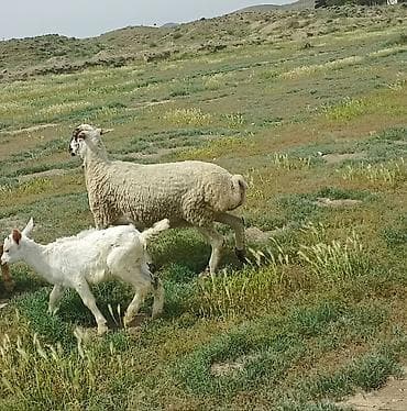 2 dənə cavan damazlx qoyun 2 dənə 1ci qarna balalı toğlu 1 dənə cavan lalafo.az -da 2 dənə cavan damazlx qoyun 2 dənə 1ci qarna balalı toğlu 1 dənə cavan