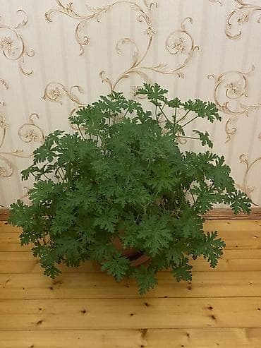 dollar agaci: Otaq bitkisi – ətirli geranium (sardunya, Pelargonium graveolens) - — 1