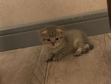 pişik ucun daraq: Şotland yastı qulaq — 2