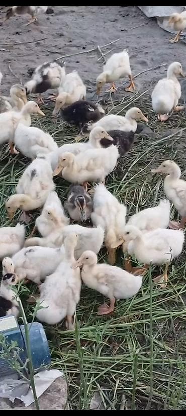 quslar: Pekin ördeyi 3.50 qepik maya deyerine satiram 25 gunlukdu — 2
