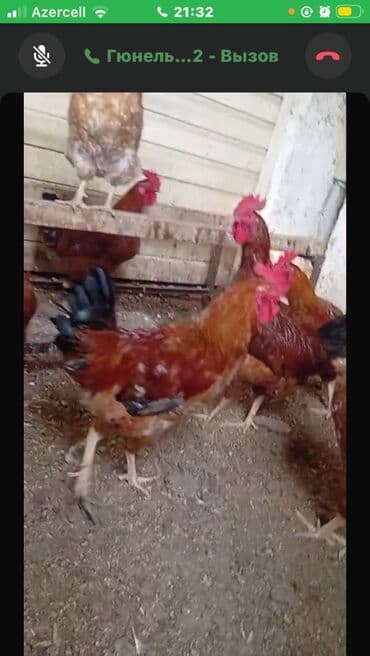 lal ordek nece gune bala cixardir: Xoruzlar

3 kilo birisi
6 aylığ — 1