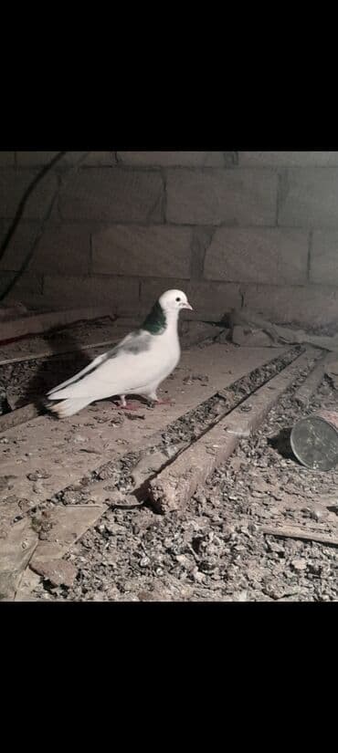 Goy weyka erkek ag 12 tuk maya cutu 20 Azn unvan Qaradag