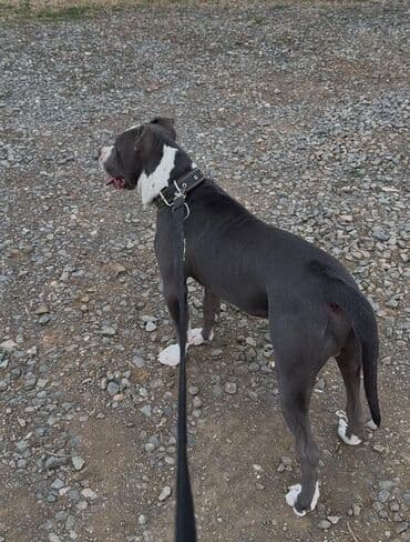 coban iti satiram: Pitbul, 6 ay, Erkek, Ünvandan götürmə — 2
