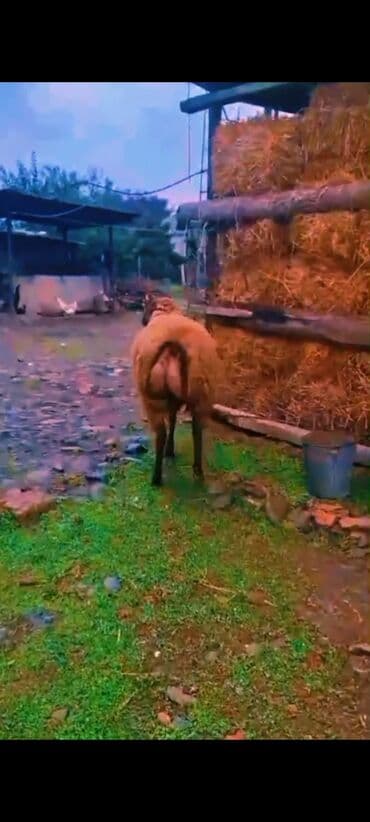 Yemlər: Super damazlıq cavan toğlu 65 kq diri çəkisi cəlilabad da adla — 6