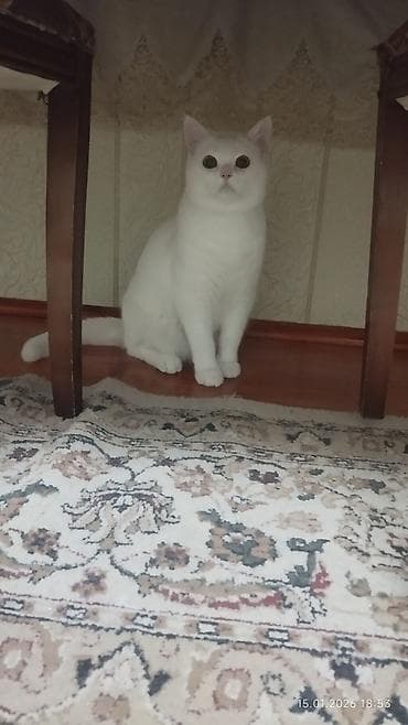 Heyvanlar üçün mallar: Erkək, Yaxşı əllərə, Pulsuz çatdırılma — 2