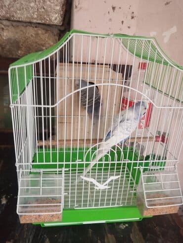 Çaydanlar: Dalmatin və standart rənglərdə dalğıç (dalmaşın) papuqayları – — 5