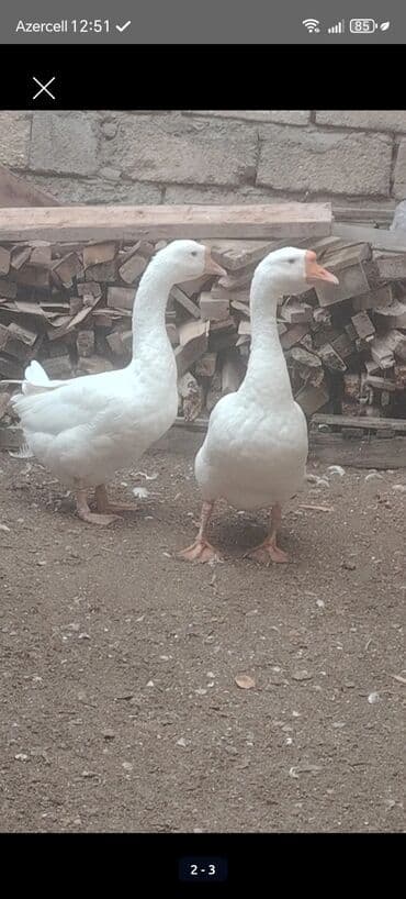 toyoq ve xoruz: Ağ qaz cütlüyü linda qazları bala almışam Cütü 70 manat zabrat 2 de — 2
