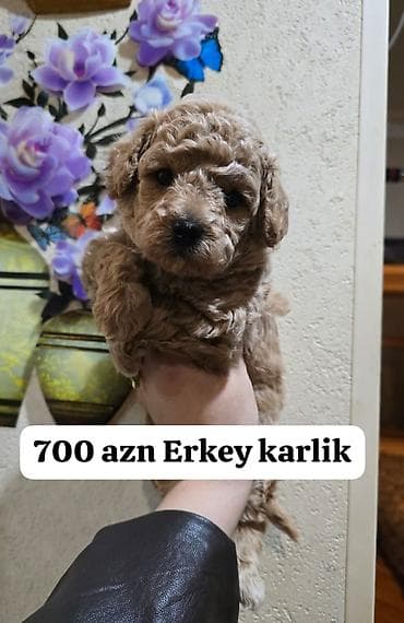 barter itle: Pudel — 1