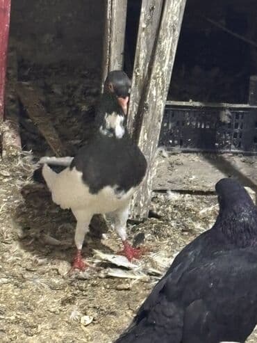 ağ pişik satışı: Məhsul: Ev quşu – göyərçinlər (qara-ağ rəngli) Təsvir: - Rəng — 1