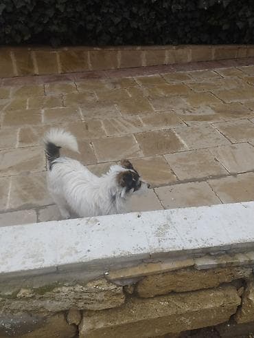 ev iti satisi: Pudel, 9 ay, Erkek, Peyvəndli, Ödənişli çatdırılma — 4