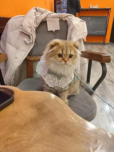 detoxic qurd dermani: Şinşila gold temiz qandi piwiyin vaksinleri vaxti vaxtinda vurulub — 3