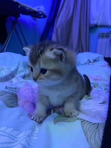 ev heyvanları: Qızıl şinşilla — 2