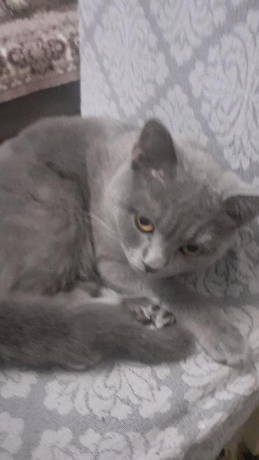 Britan, Yaxşı əllərə