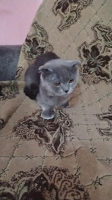 Şotland yastı qulaq, Erkək, Cütləşmə üçün lalafo.az -da Şotland yastı qulaq, Erkək, Cütləşmə üçün