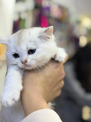 pişik satisi 2020: Şinşilla — 5