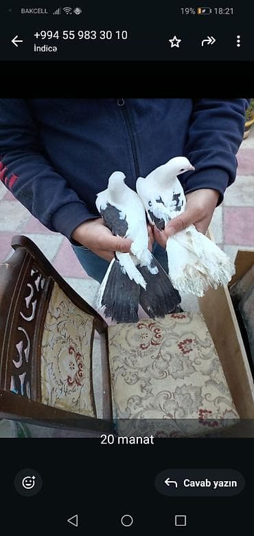 Növ: Qara-ağ rəngli bəzək/uçuş göyərçinləri (cüt) Rəng: Ağ üstünlüklü