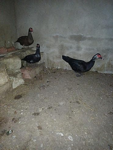 qara avstrolop: Erkək, | Lal ördək, Damazlıq, Ünvandan götürmə — 3