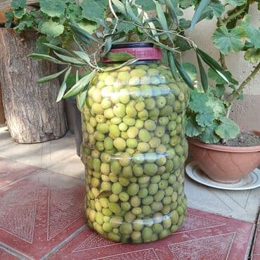 zeytun ağaci: Zeytun turşusu(şorabası) — 3