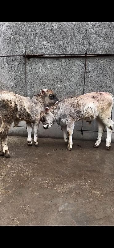 heyvan bazari inekler: Məhsul: Dana balaları (2 baş) Xüsusiyyətlər: - Cins tipi: yerli — 4