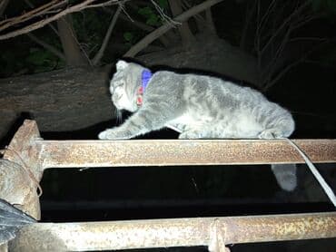 pişik üçün daraq: Şotland yastı qulaq, Dişi, Yaxşı əllərə, Ödənişli çatdırılma — 5