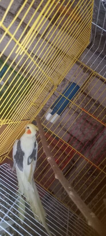 alisanın pişiyinin adı nədir: Cep korella satilir 110 azn 2 yasi var el dislemir ciddi aliciya — 4