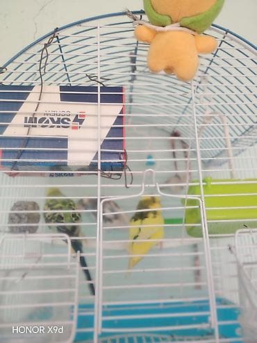 maine coon pişik: Məhsul: Dalmatin və sarı-yaşıl tonlarda dalğalı tutuquşular üçün qəfəs — 4