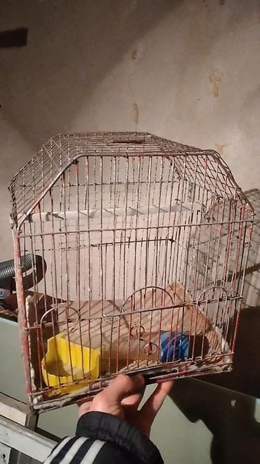 quş üçün qəfəs: Quş qəfəsi — 1