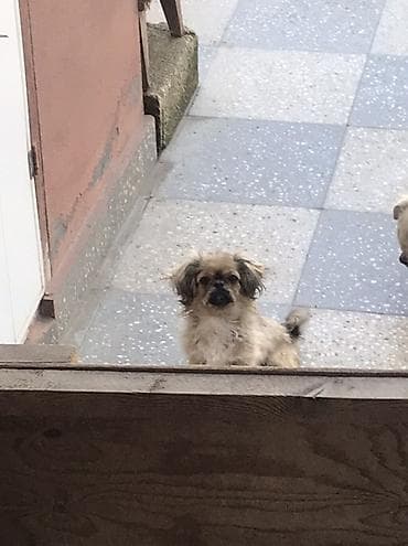 alabaý itleri: Pekines — 5