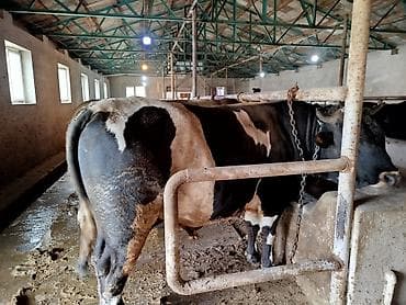 Məhsul: Erkək mal-qara (buğa) Diri çəkisi 9-AZN Təsvir: - İri cüssəli