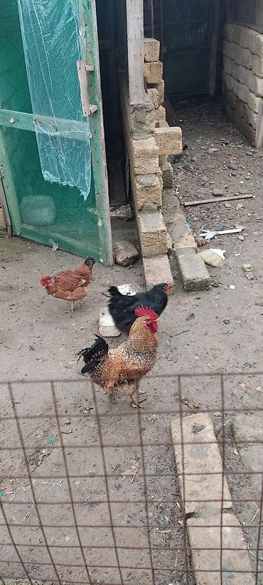 cucə və xoruz təmsil: Toyuq, Damazlıq — 4