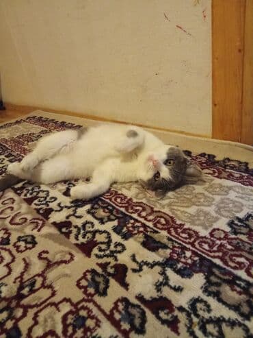 котята в добрые руки баку: Dişi — 1