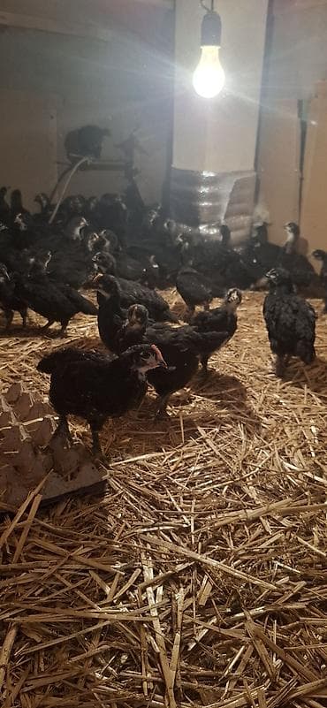 Индюшки: Куриные цыплята, Для разведения — 8