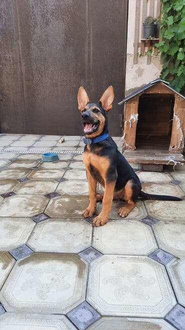 немецкая овчарка цена в баку: Немецкая овчарка, С прививками — 4