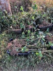 Gübrələr: Başlıq: Moruq şitili satılır, minimum 1000 ədəd verilir Təsvir: - — 4