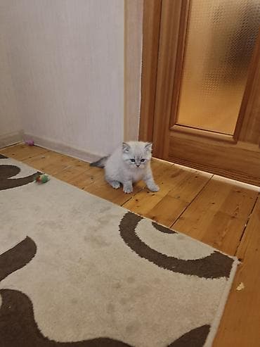 meykun pisik: Şotland yastı qulaq, Dişi, Yaxşı əllərə, Pulsuz çatdırılma — 5