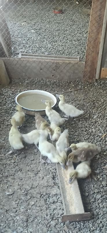 Lavanda balaları satılır 1 aylıgdılad 10 ədəd lalafo.az -da Lavanda balaları satılır 1 aylıgdılad 10 ədəd