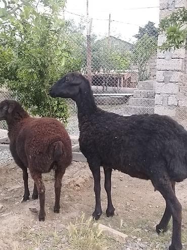 bala qoyun: Dişi, il: 1, Damazlıq, Ünvandan götürmə — 5